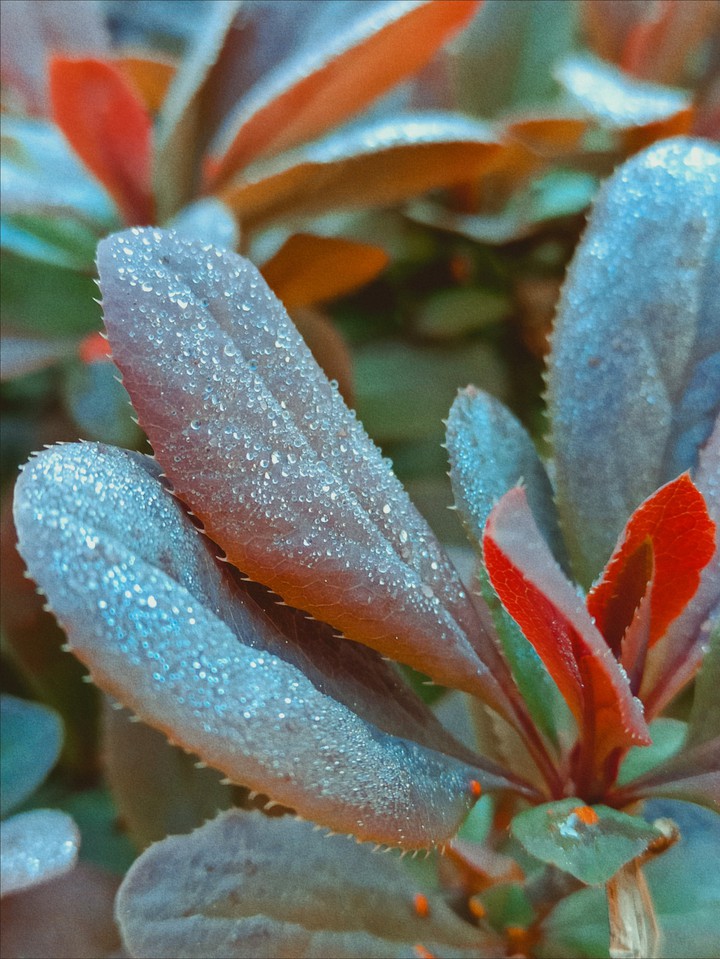 plant