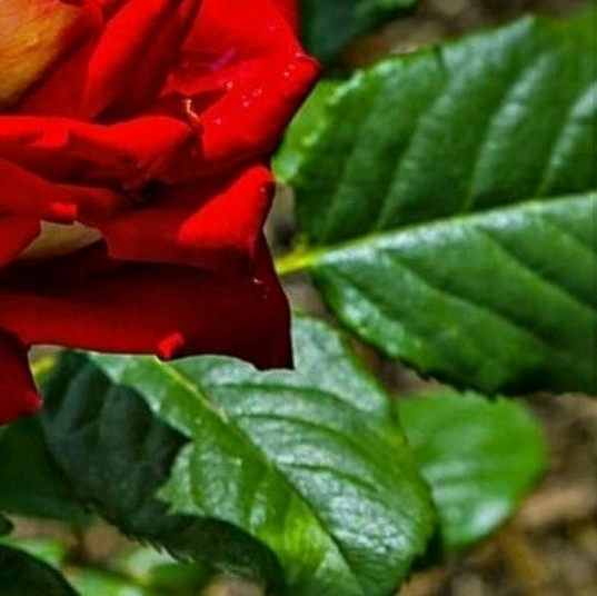 4x Rose