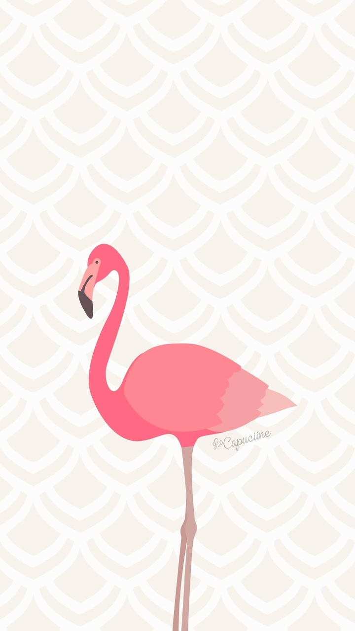 Flamand rose