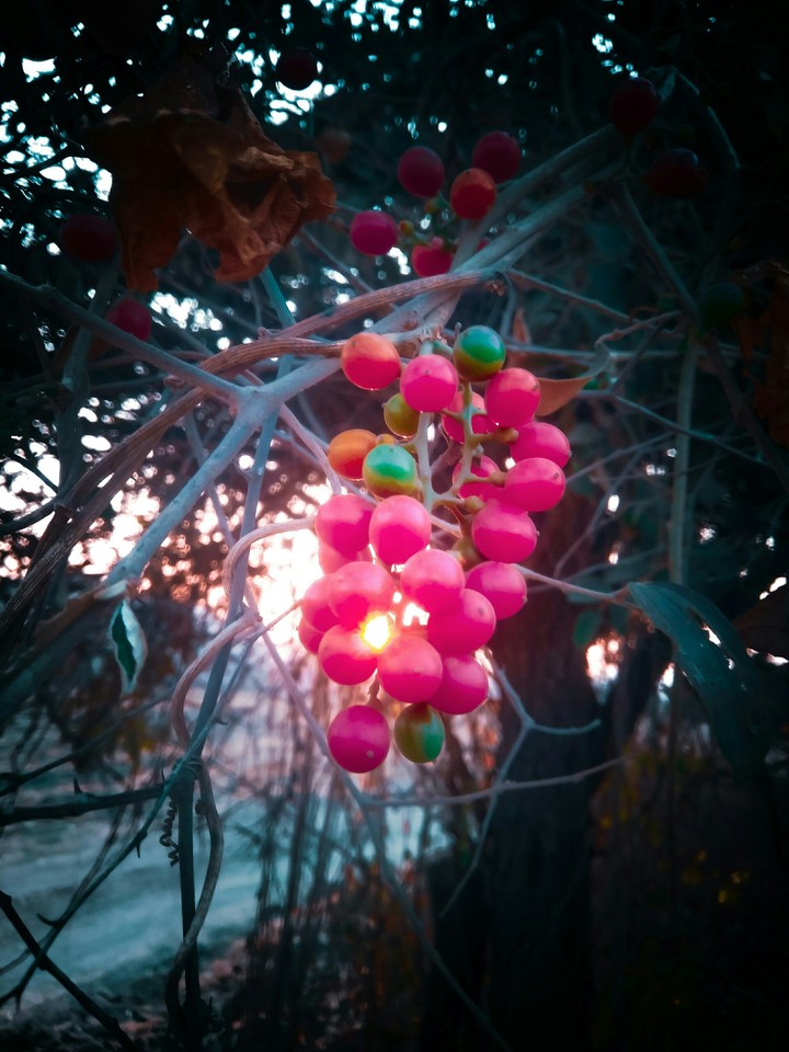 Nature Click