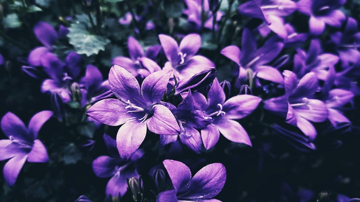 Violets
