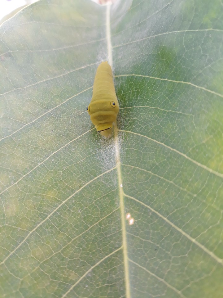 creature