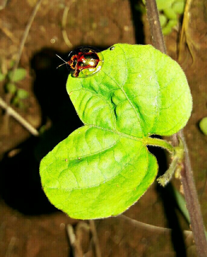 my camera pic night shot
