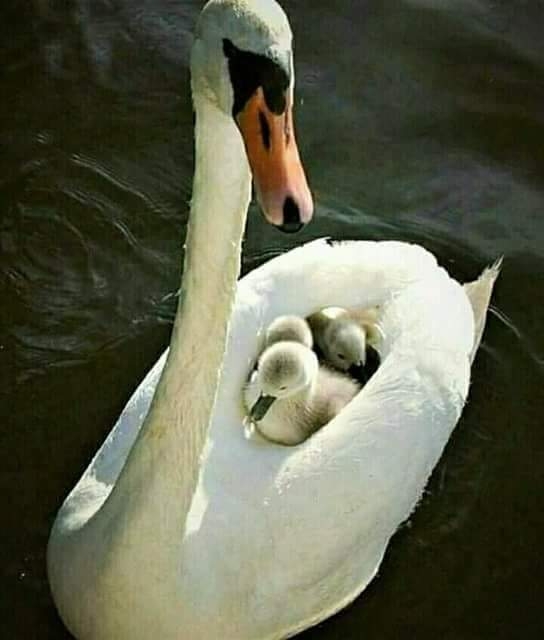 cisne