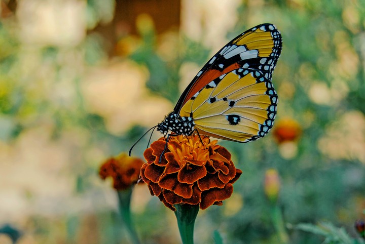 butterfly