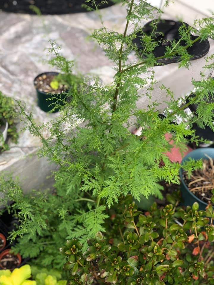 جمال طبيعة