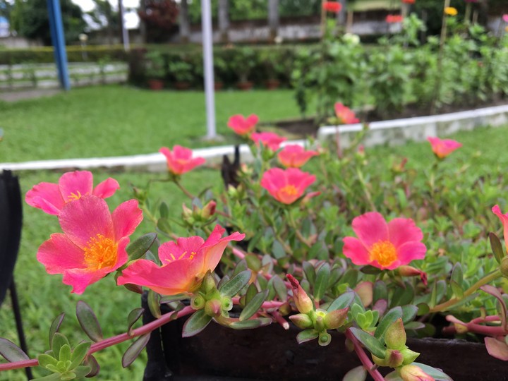 portulaca flower
