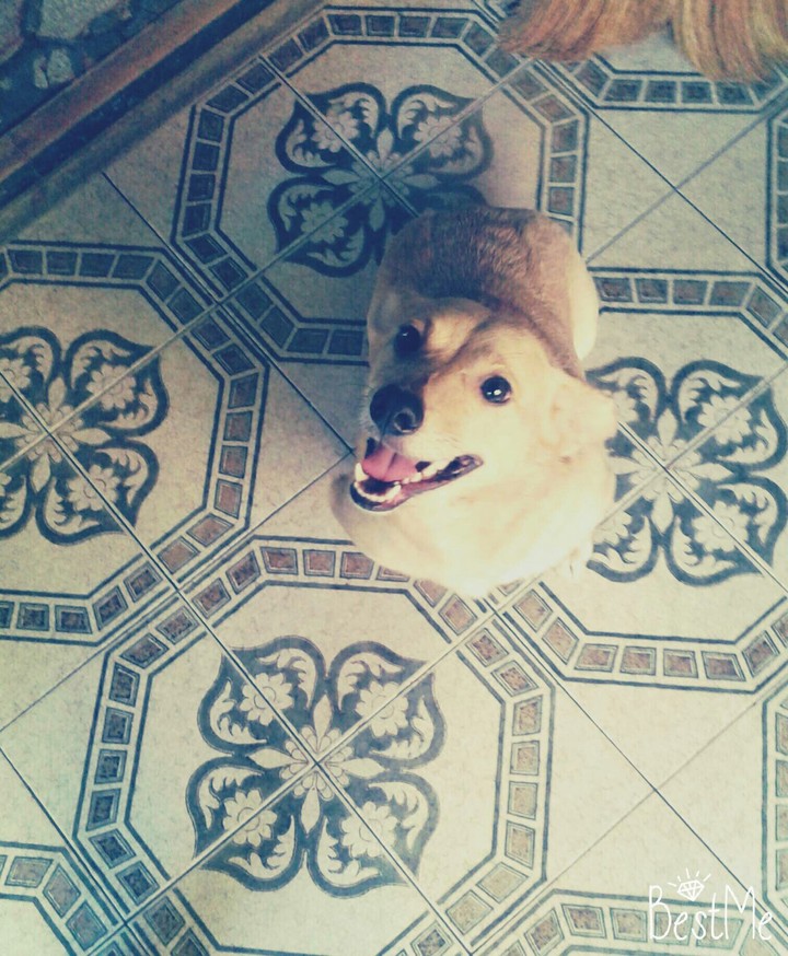 my dog