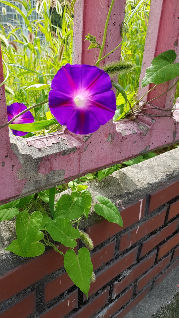 나팔꽃도 어울리게 피었습니다