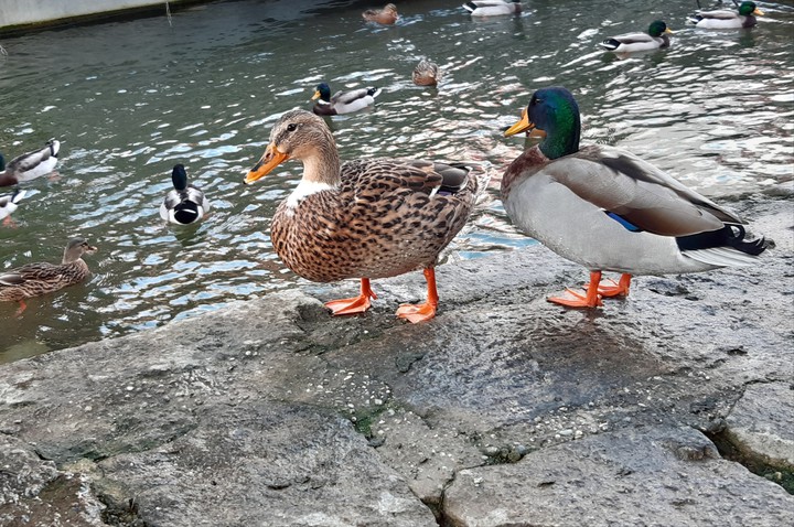 a couple of duck