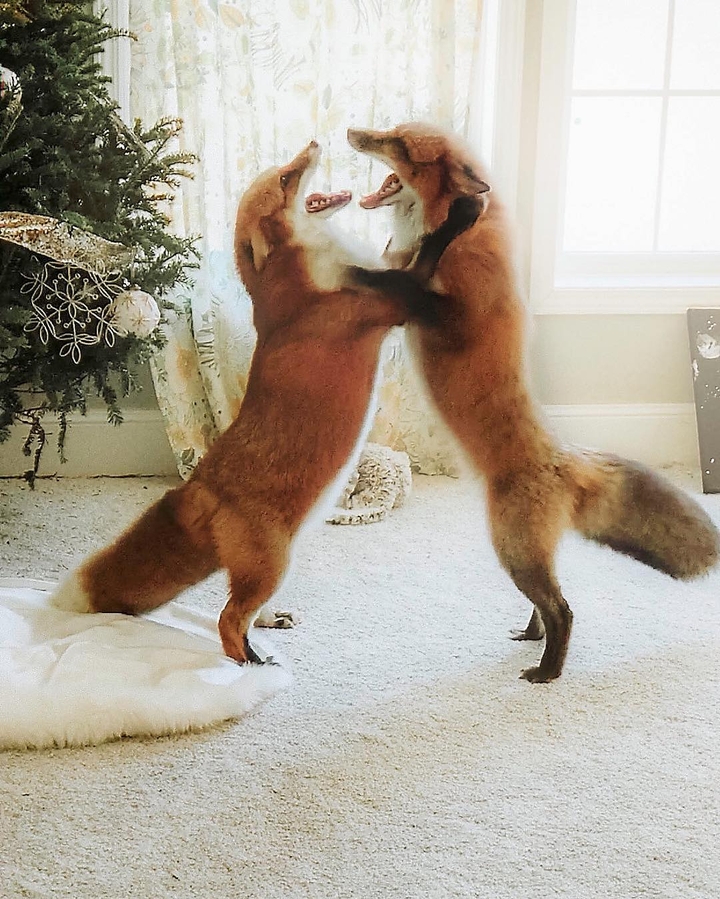 fox