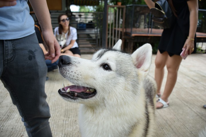 Husky