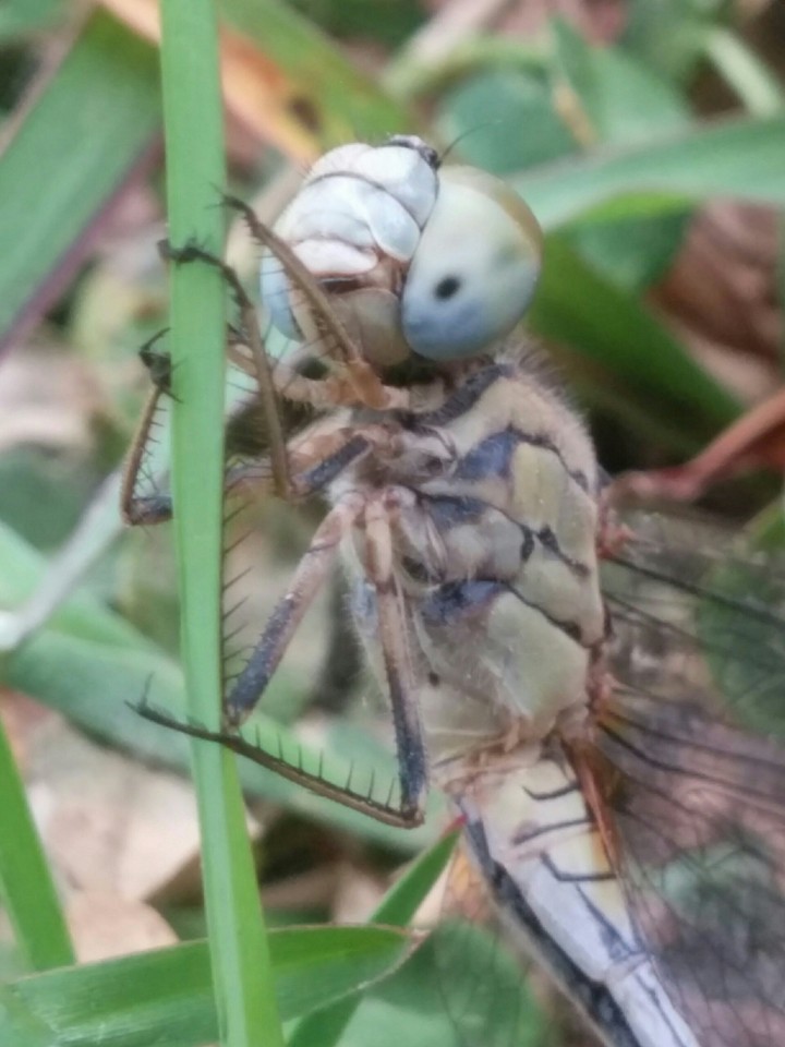 dragon fly