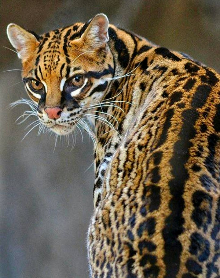 A Cool Ocelot