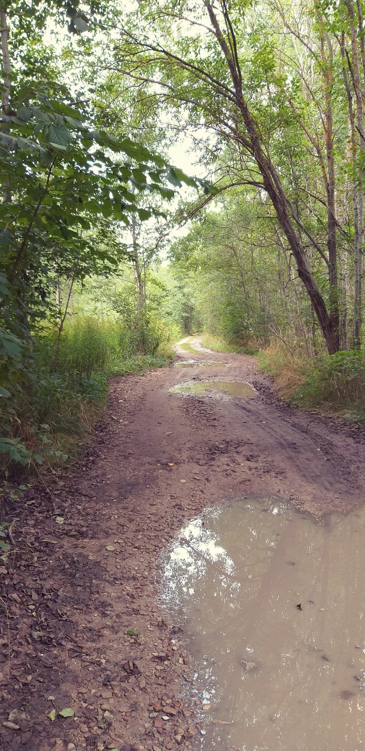 forest path
