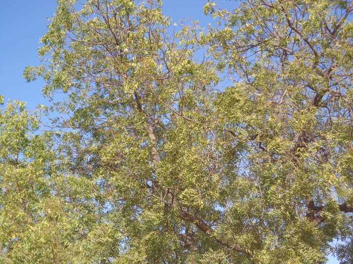 tree sky