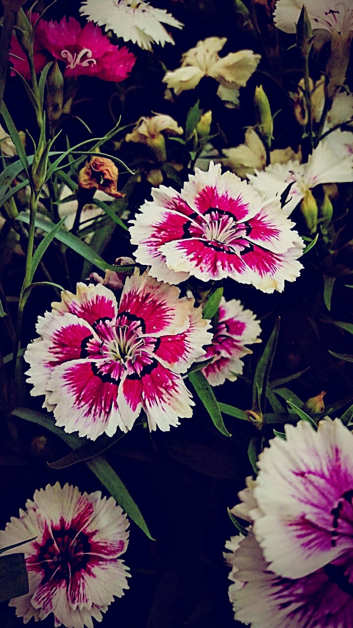 Pink flowers