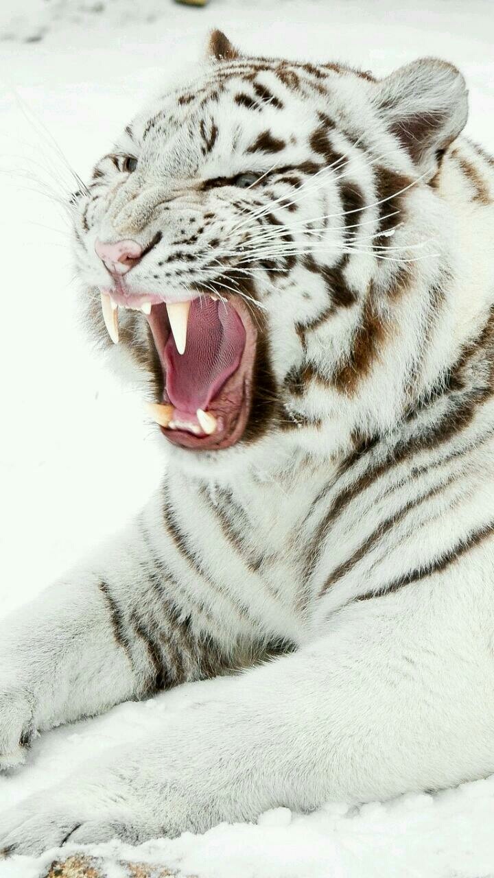 Roar