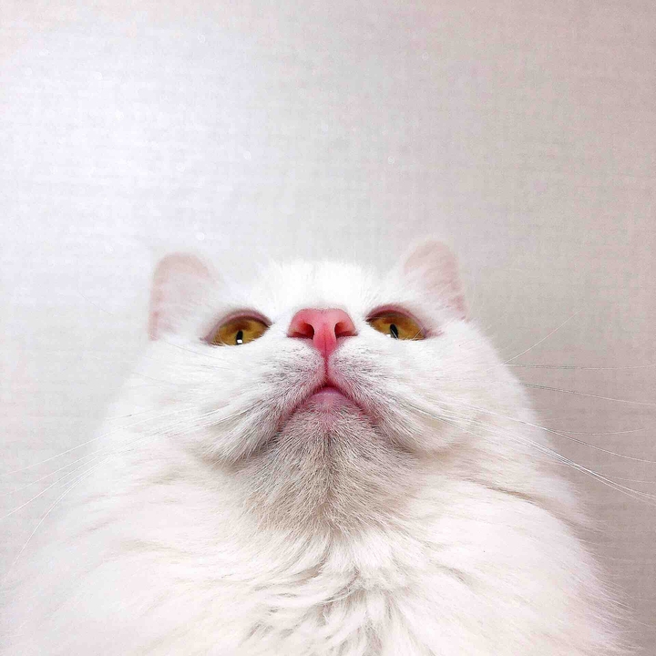 고양이