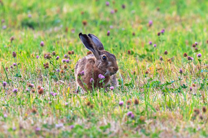 Y❤️           Field rabbit ....