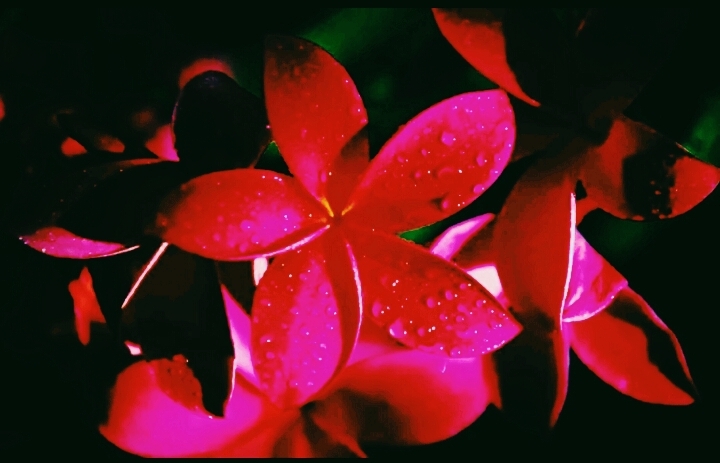 spring is here, flowers are out