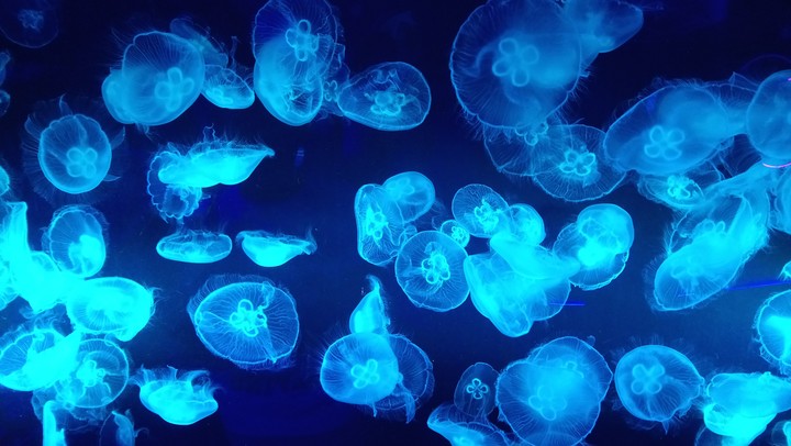 Jellyfish