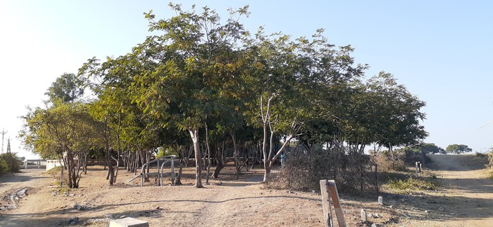 tree
