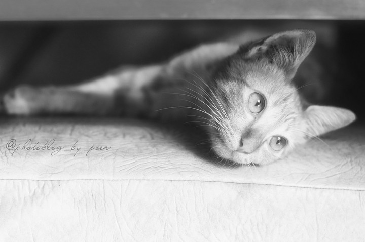 Lazy Day