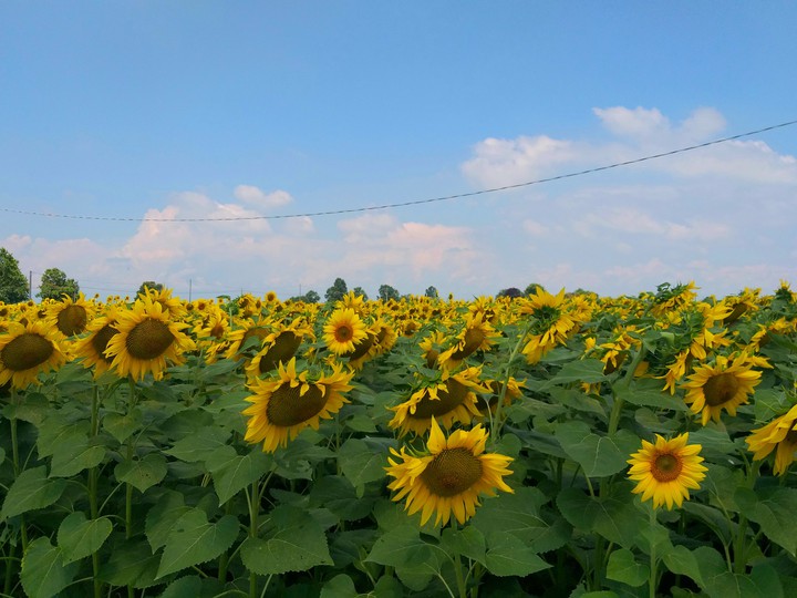 Sunflower