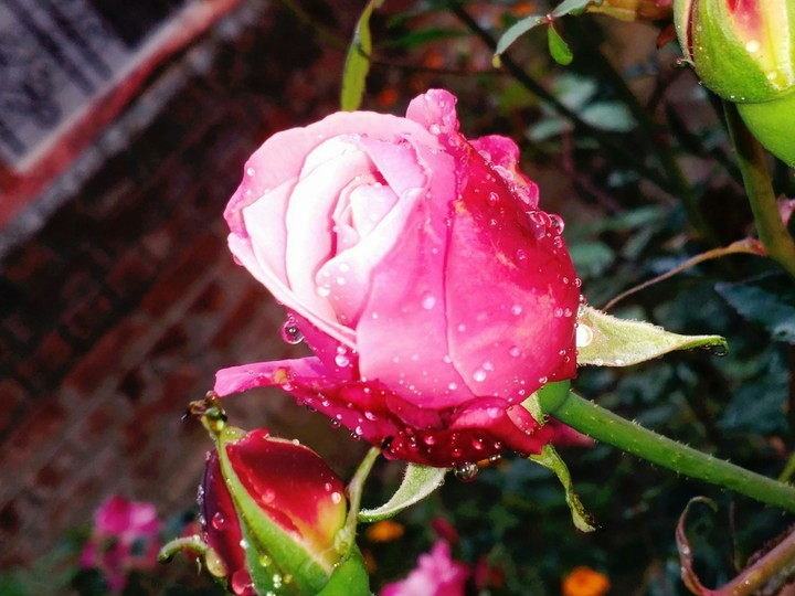 wet roses