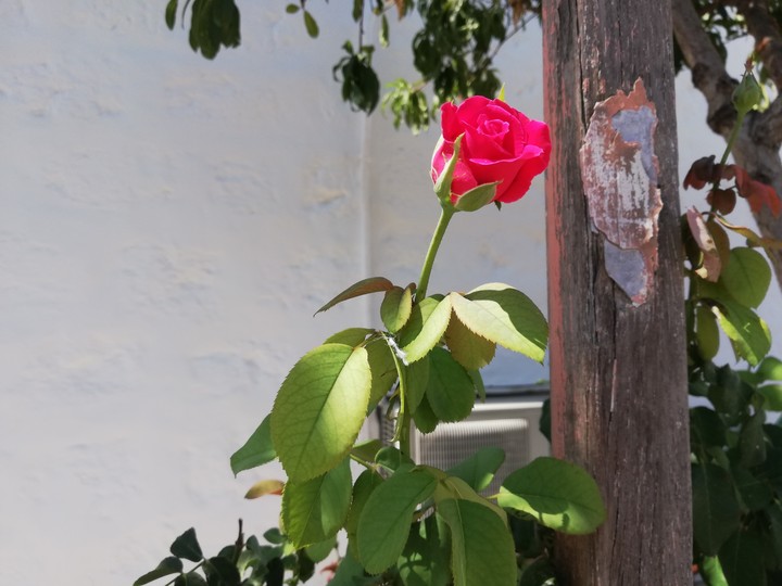 Rosa.