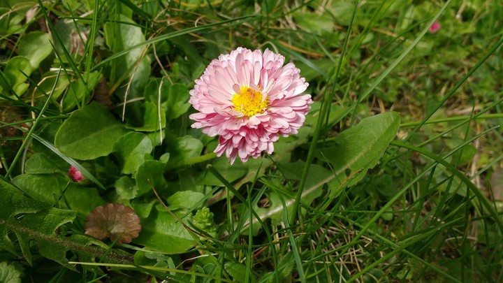Daisy