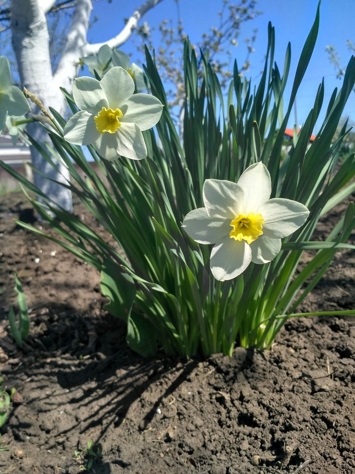 narcissus