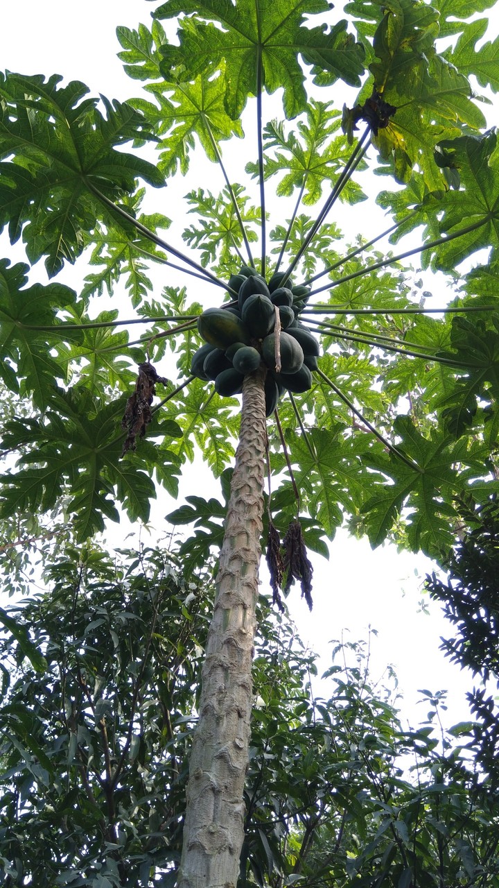 papaya