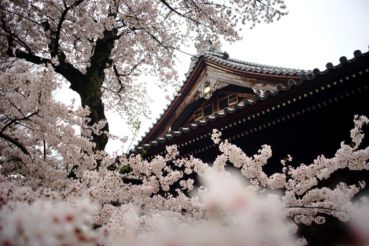 Sakura