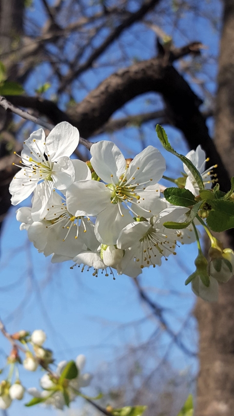 sfondi blossom, fruit