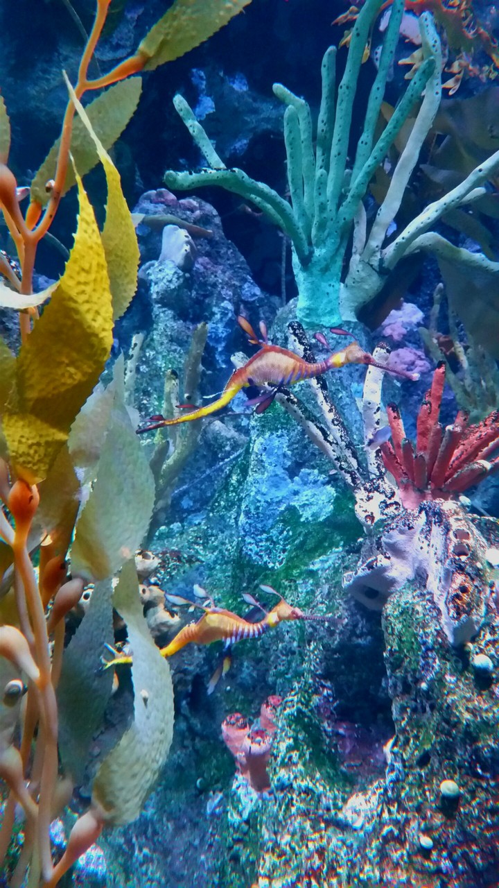 under the sea