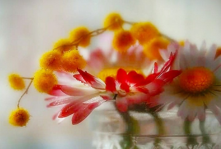 Blossoming spring