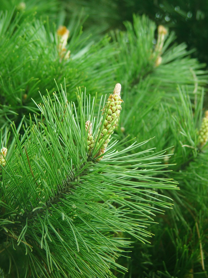Plant