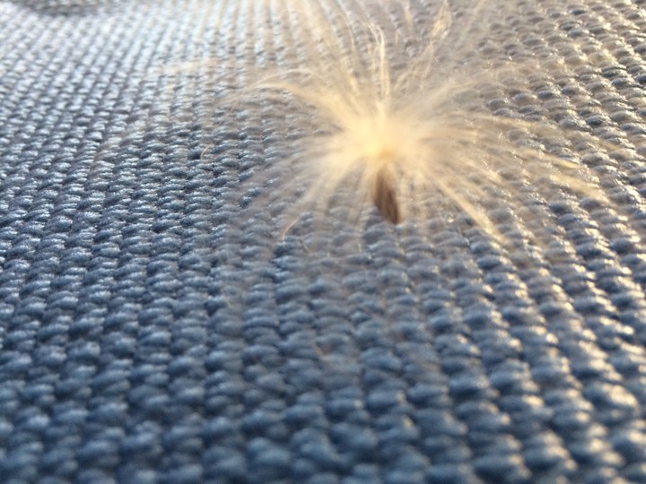 a new seed