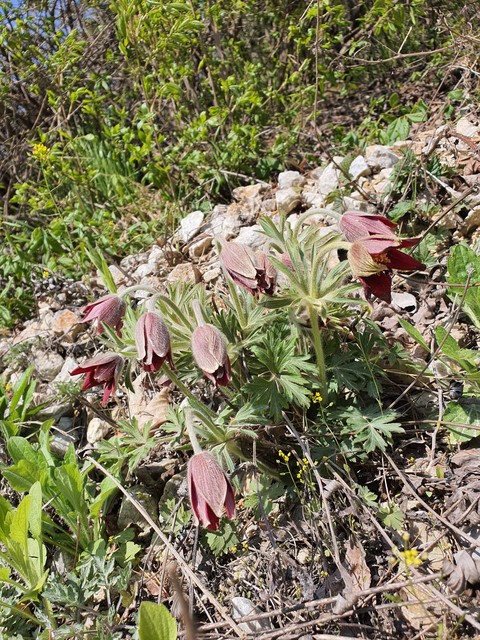 тапети soil, plant