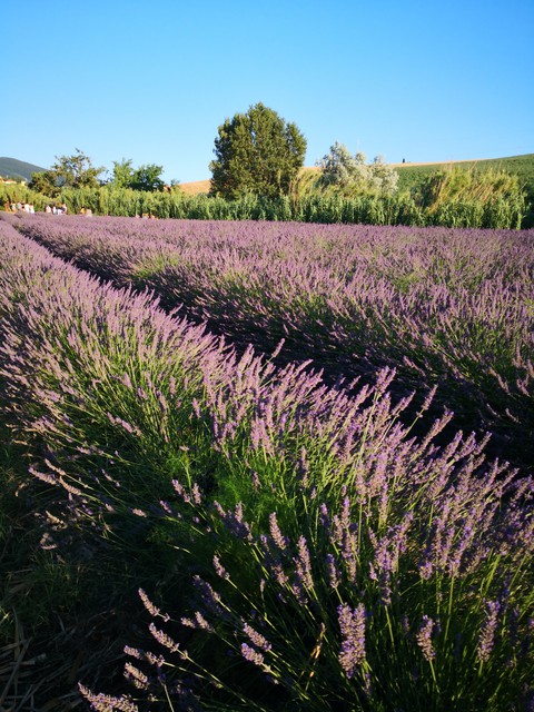 lavanda