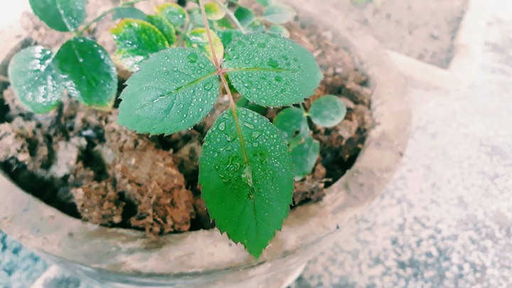 leaves