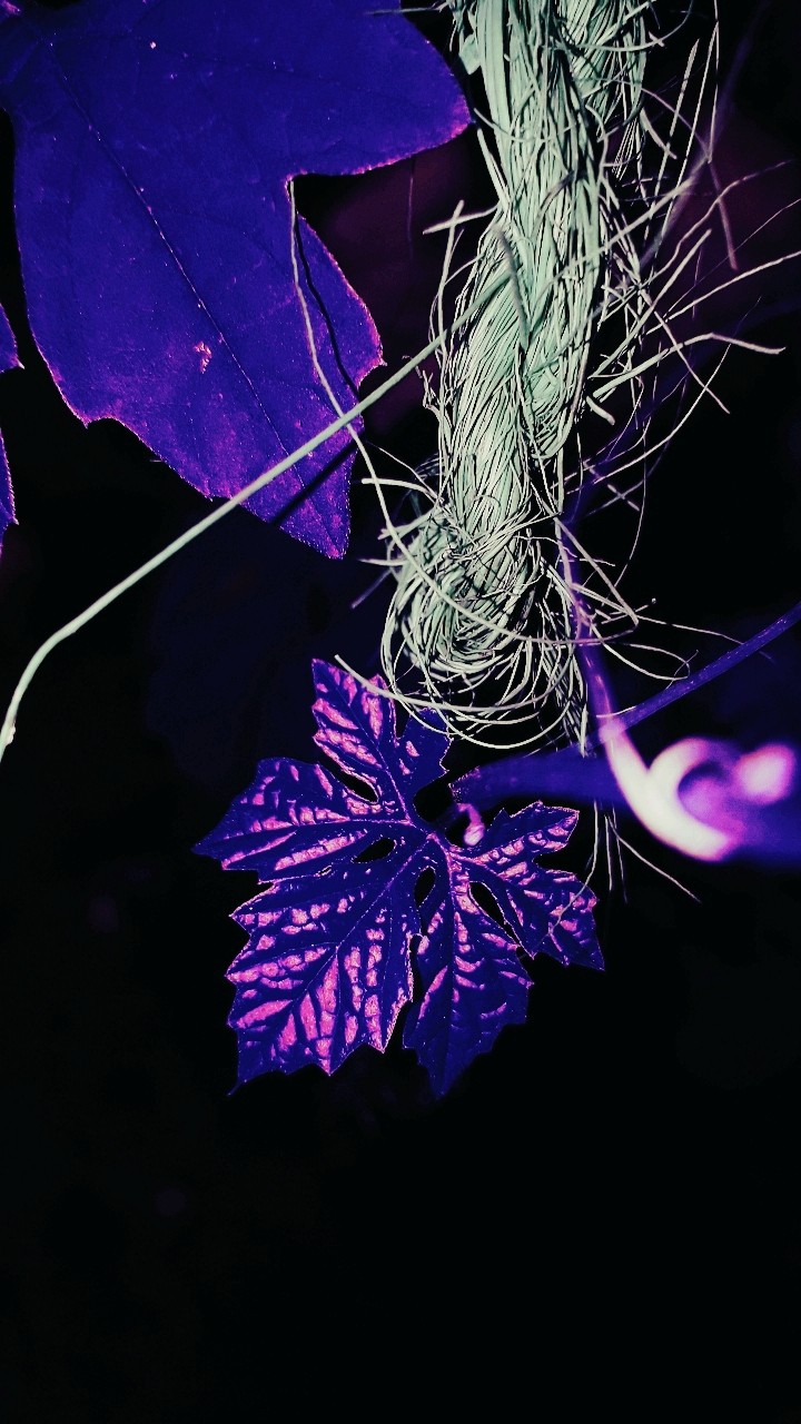 Purply