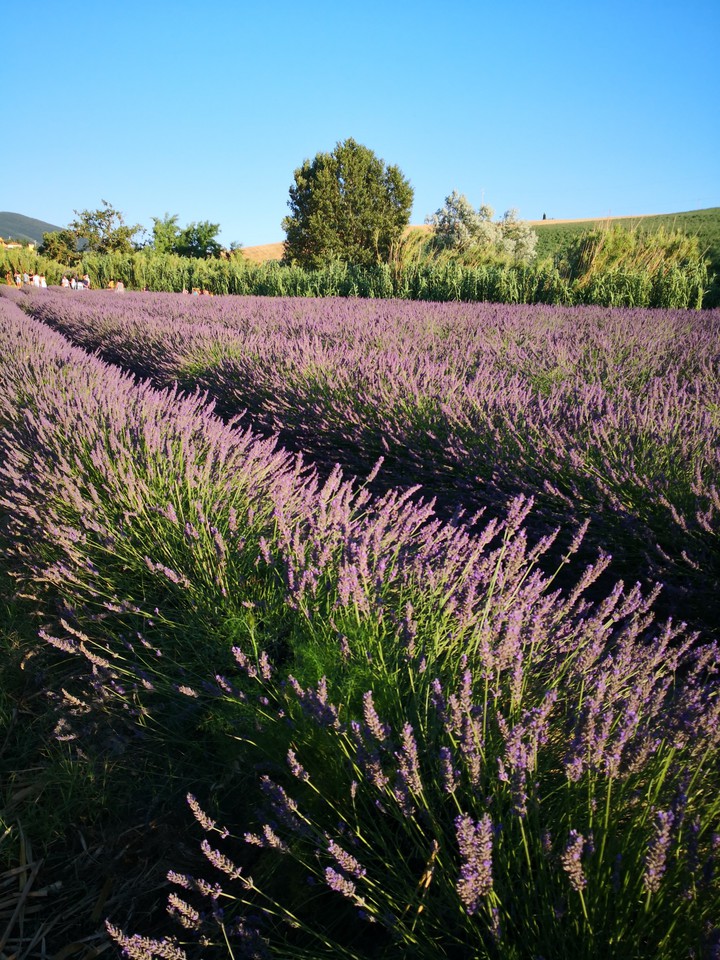 lavanda