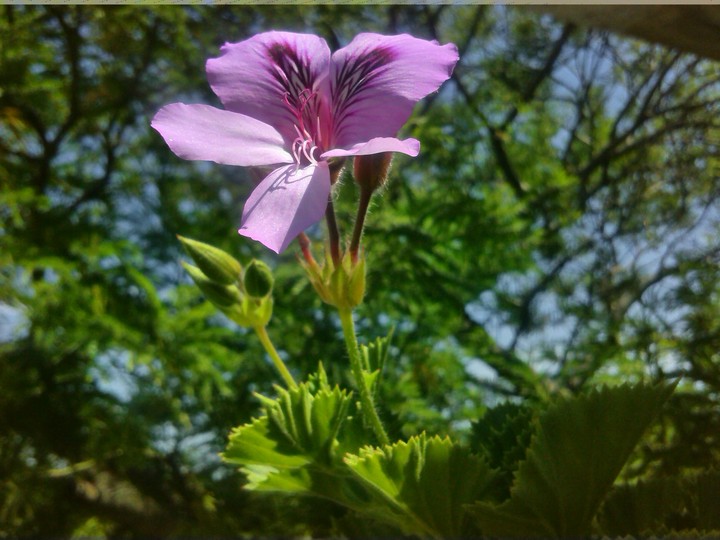 flower