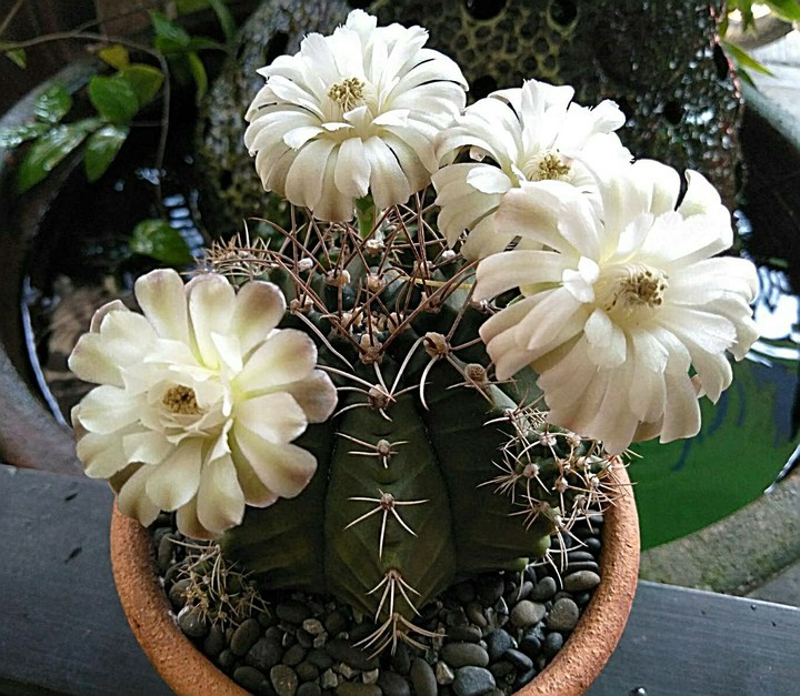 cactus