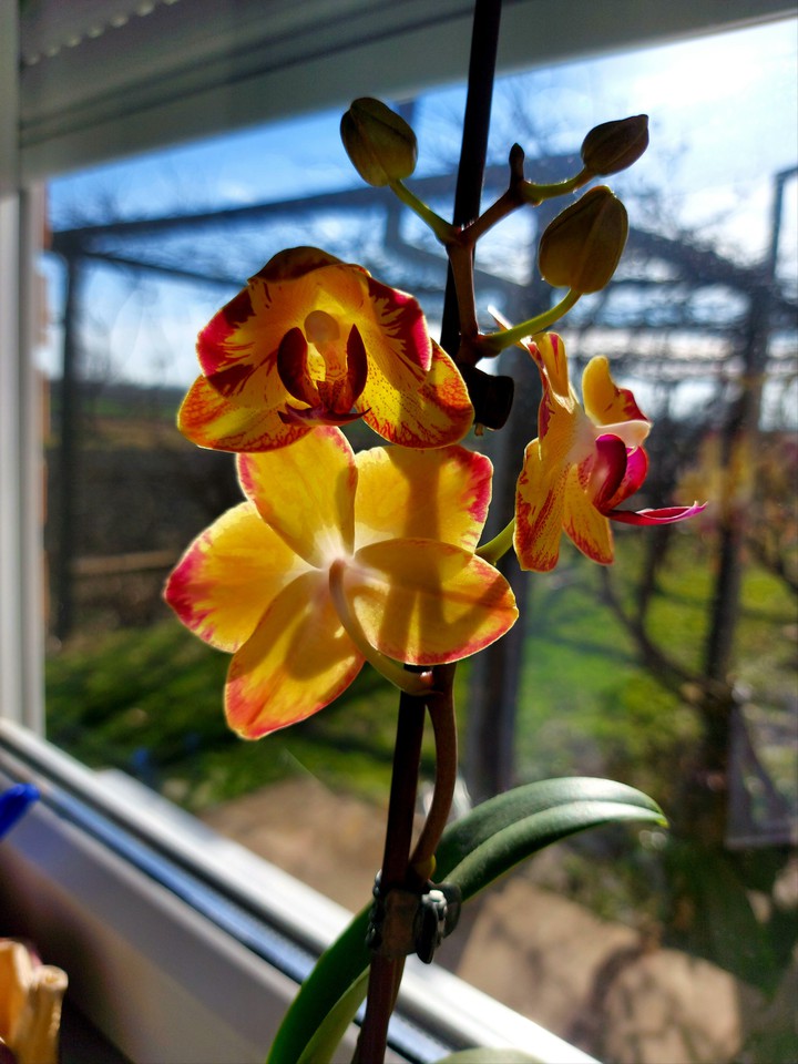 Orchid