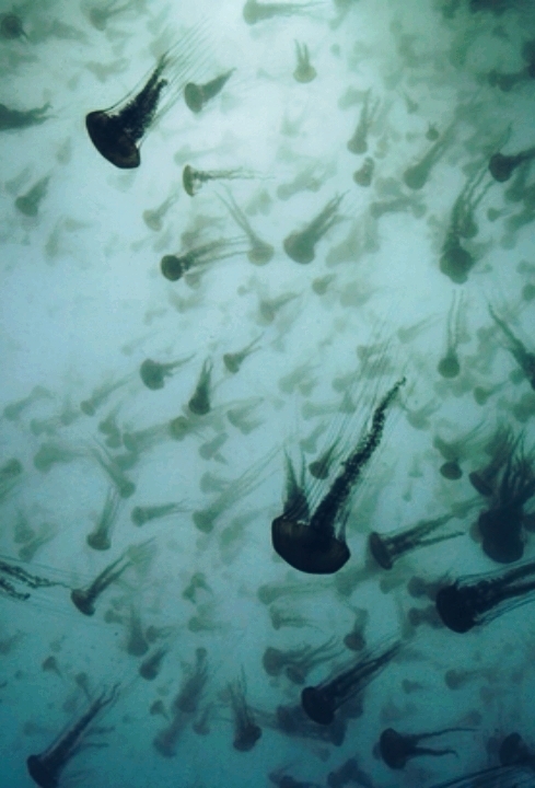 jellyfishes