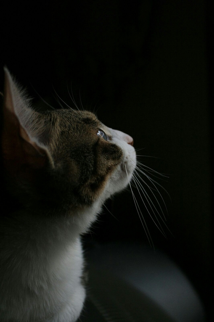 Cute Cat...